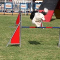 Prueba de agility