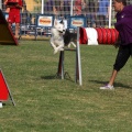 Prueba de agility