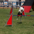 Prueba de agility