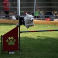 Prueba de agility