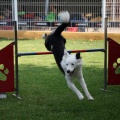 Prueba de agility