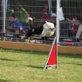 Prueba de agility