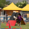 Prueba de agility