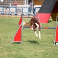 Prueba de agility