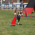 Prueba de agility