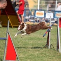 Prueba de agility