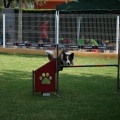 Prueba de agility