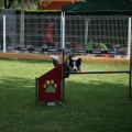 Prueba de agility