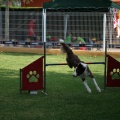 Prueba de agility