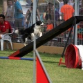 Prueba de agility