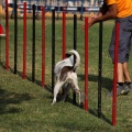 Prueba de agility