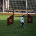 Prueba de agility