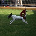 Prueba de agility