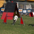 Prueba de agility