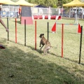 Prueba de agility