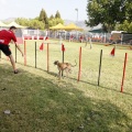 Prueba de agility