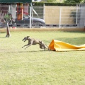 Prueba de agility