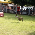 Prueba de agility