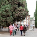 Festividad de Todos los Santos