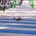 V Maratón Internacional Ciudad de Castellón