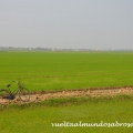 Arrozales - Vietnam