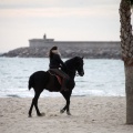 Carrera de caballos y burros