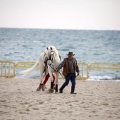 Carrera de caballos y burros