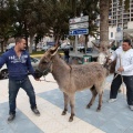 Carrera de caballos y burros