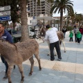 Carrera de caballos y burros