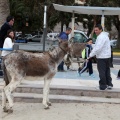 Carrera de caballos y burros