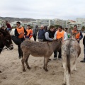 Carrera de caballos y burros