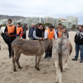 Carrera de caballos y burros