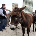 Carrera de caballos y burros