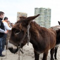 Carrera de caballos y burros