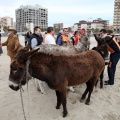 Carrera de caballos y burros