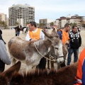 Carrera de caballos y burros