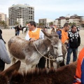 Carrera de caballos y burros