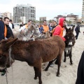 Carrera de caballos y burros