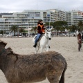 Carrera de caballos y burros