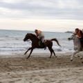 Carrera de caballos y burros