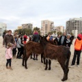 Carrera de caballos y burros