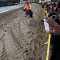 Carrera de caballos y burros