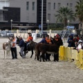 Carrera de caballos y burros