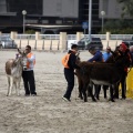 Carrera de caballos y burros