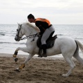 Carrera de caballos y burros