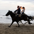 Carrera de caballos y burros