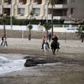 Carrera de caballos y burros