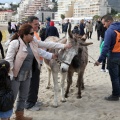 Carrera de caballos y burros