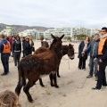 Carrera de caballos y burros