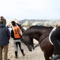 Carrera de caballos y burros